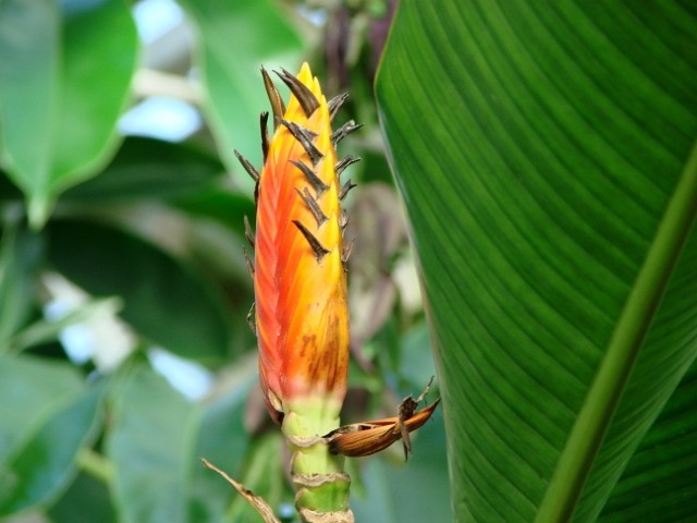minhen crvena lopatica
